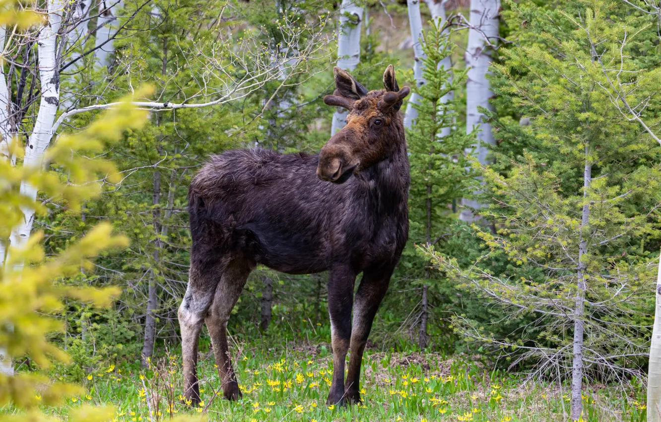 Photo wallpaper forest, nature, moose