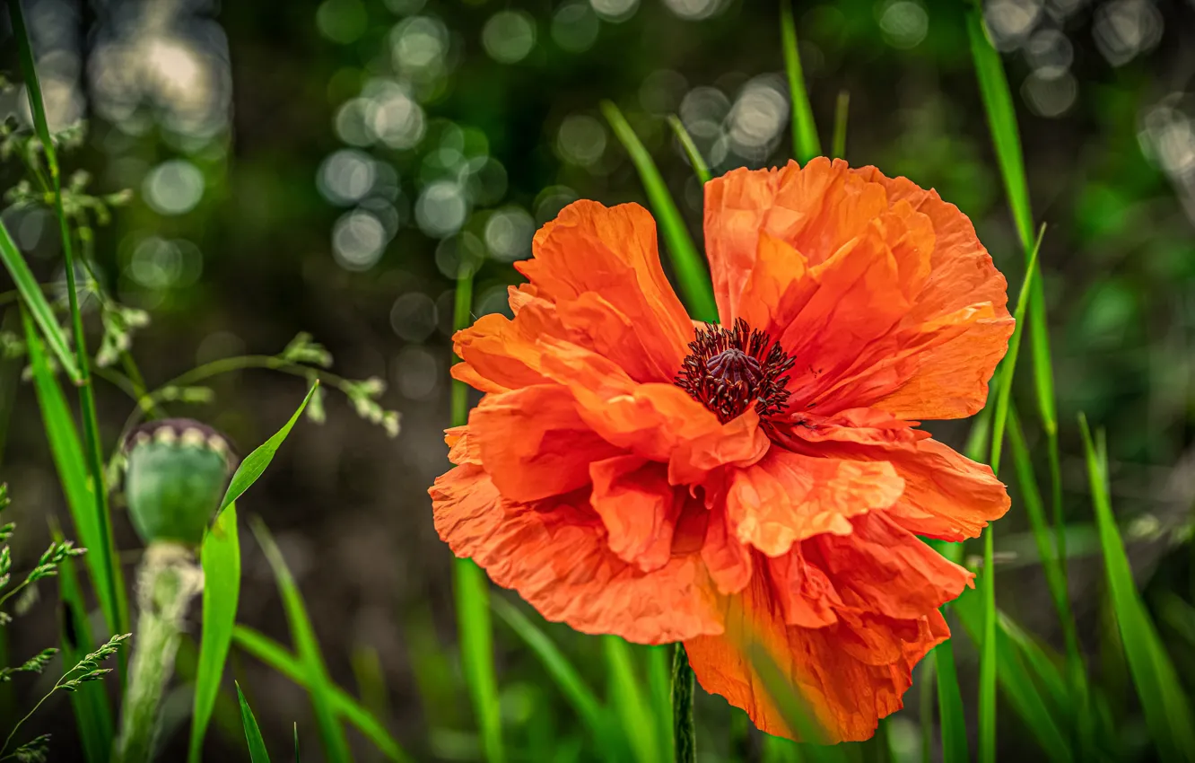 Photo wallpaper greens, summer, grass, macro, flowers, red, background, Mac