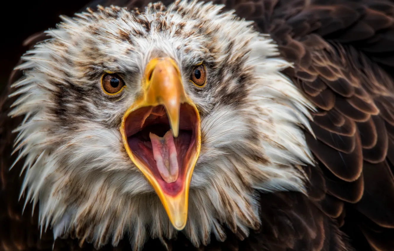 Photo wallpaper eagle, predator, beak