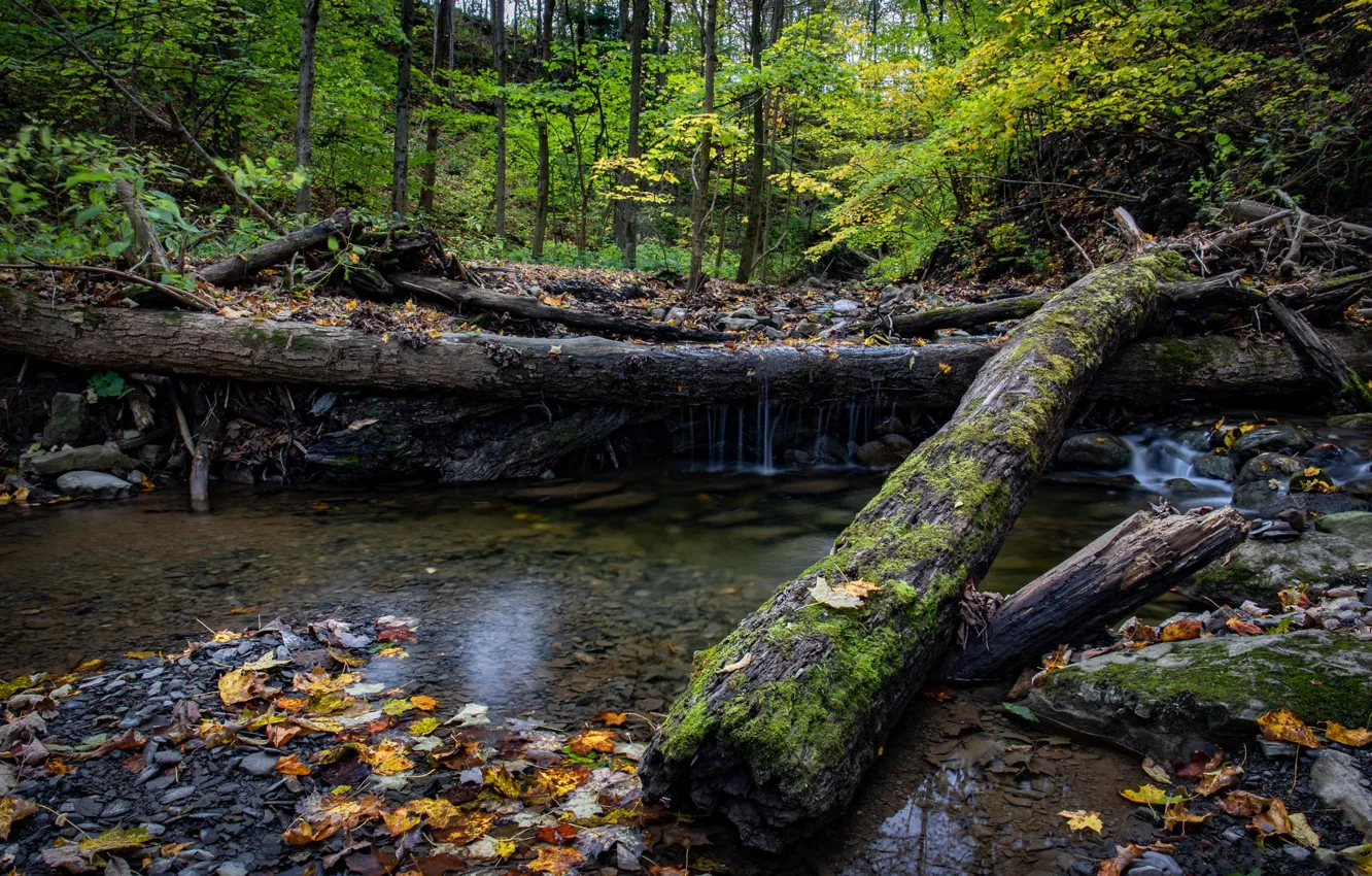 Photo wallpaper autumn, forest, trees, branches, lake, stones, shore, foliage