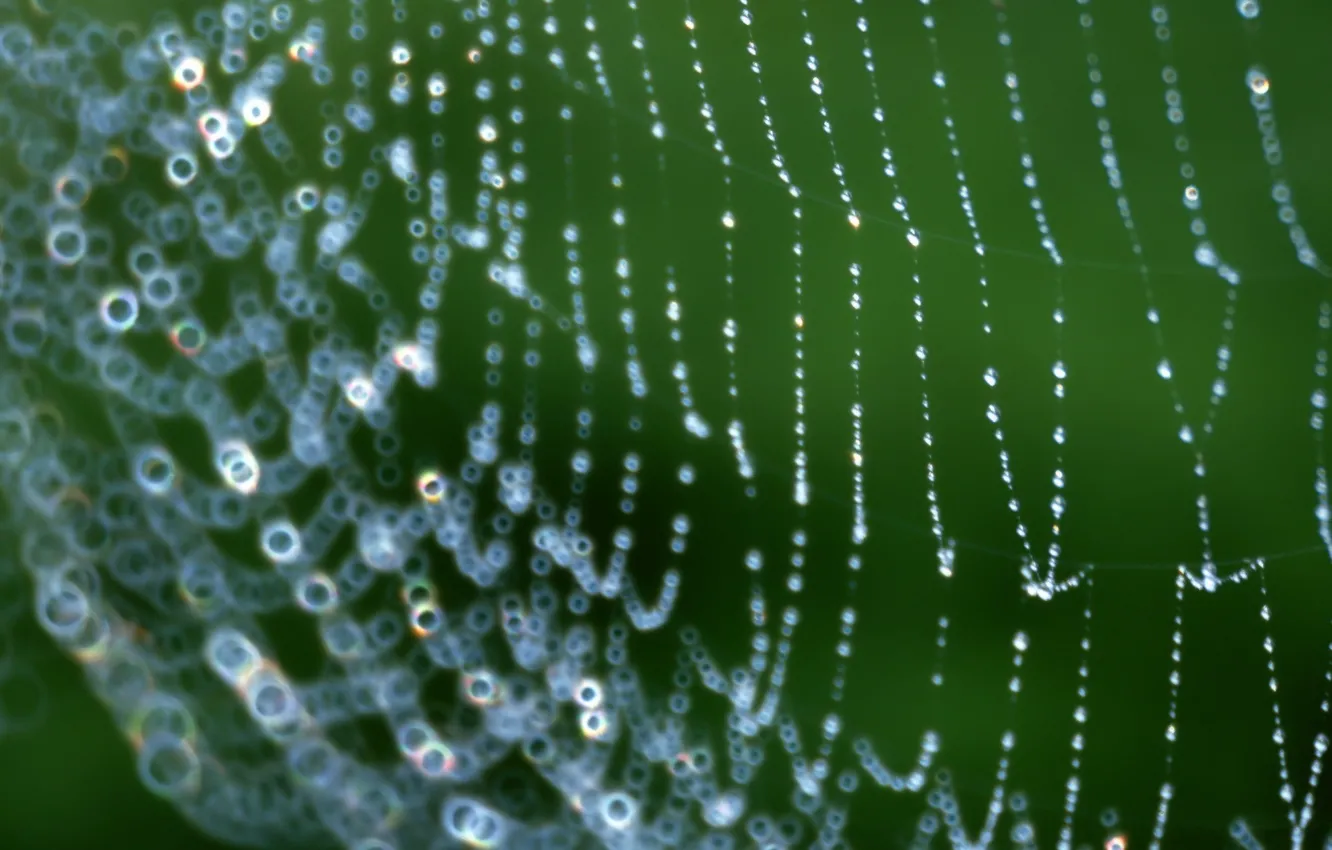 Photo wallpaper drops, green, web
