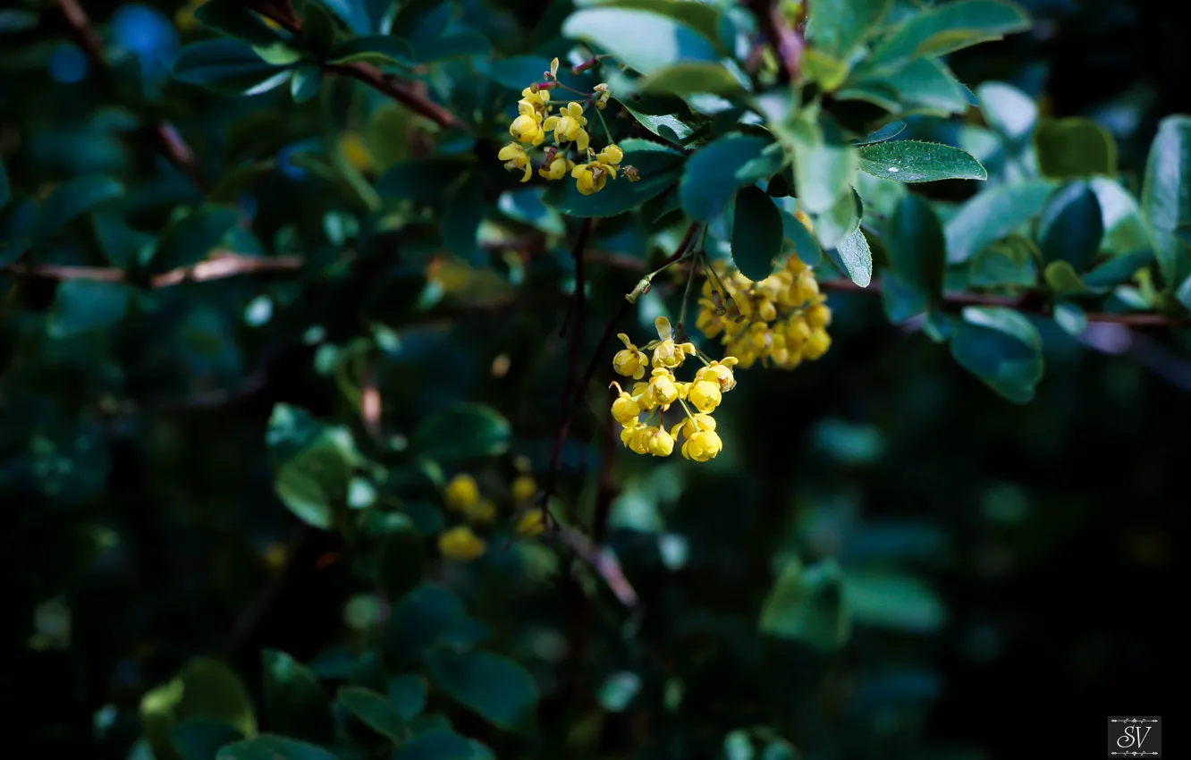 Photo wallpaper macro, plant, barberry