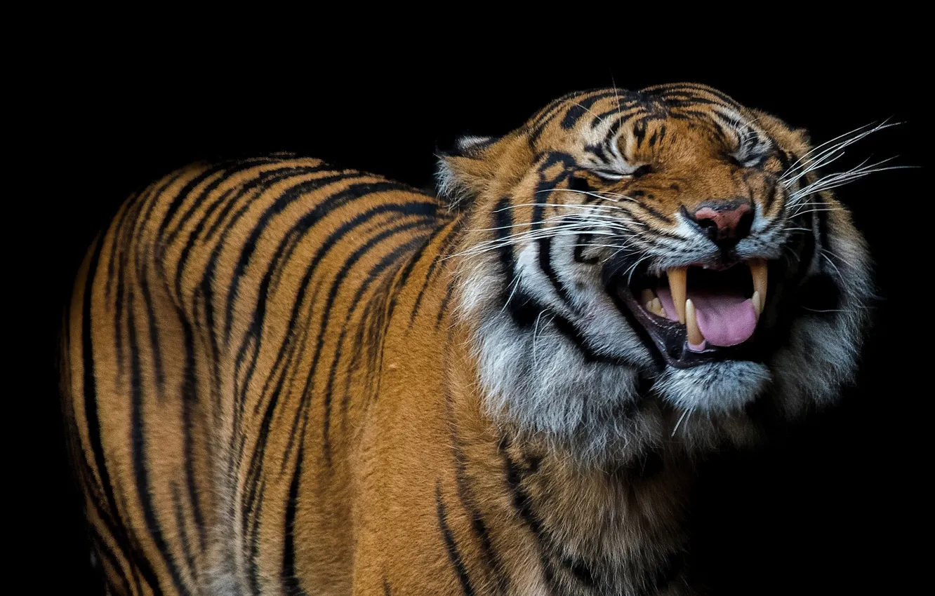 Photo wallpaper language, tiger, smile, fangs, black background