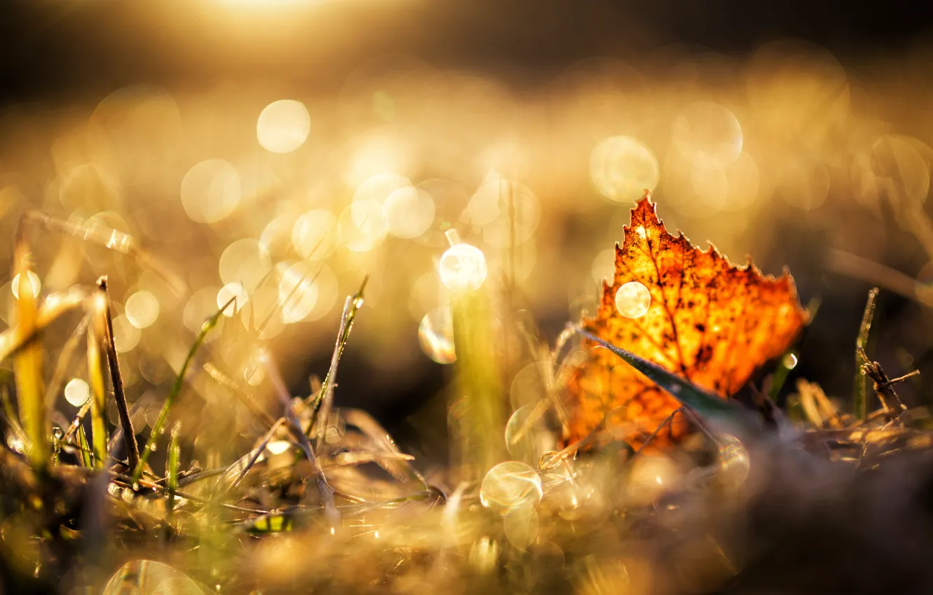 Photo wallpaper grass, sheet, glare, autumn