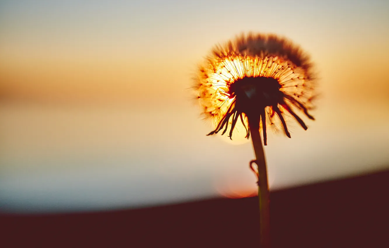 Photo wallpaper sunset, flora, flora, flower, Negative Space, by Negative Space, dandelion, flowers
