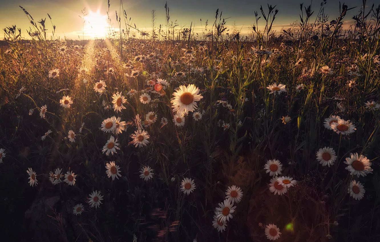 Photo wallpaper field, summer, the sky, the sun, rays, light, flowers, dawn