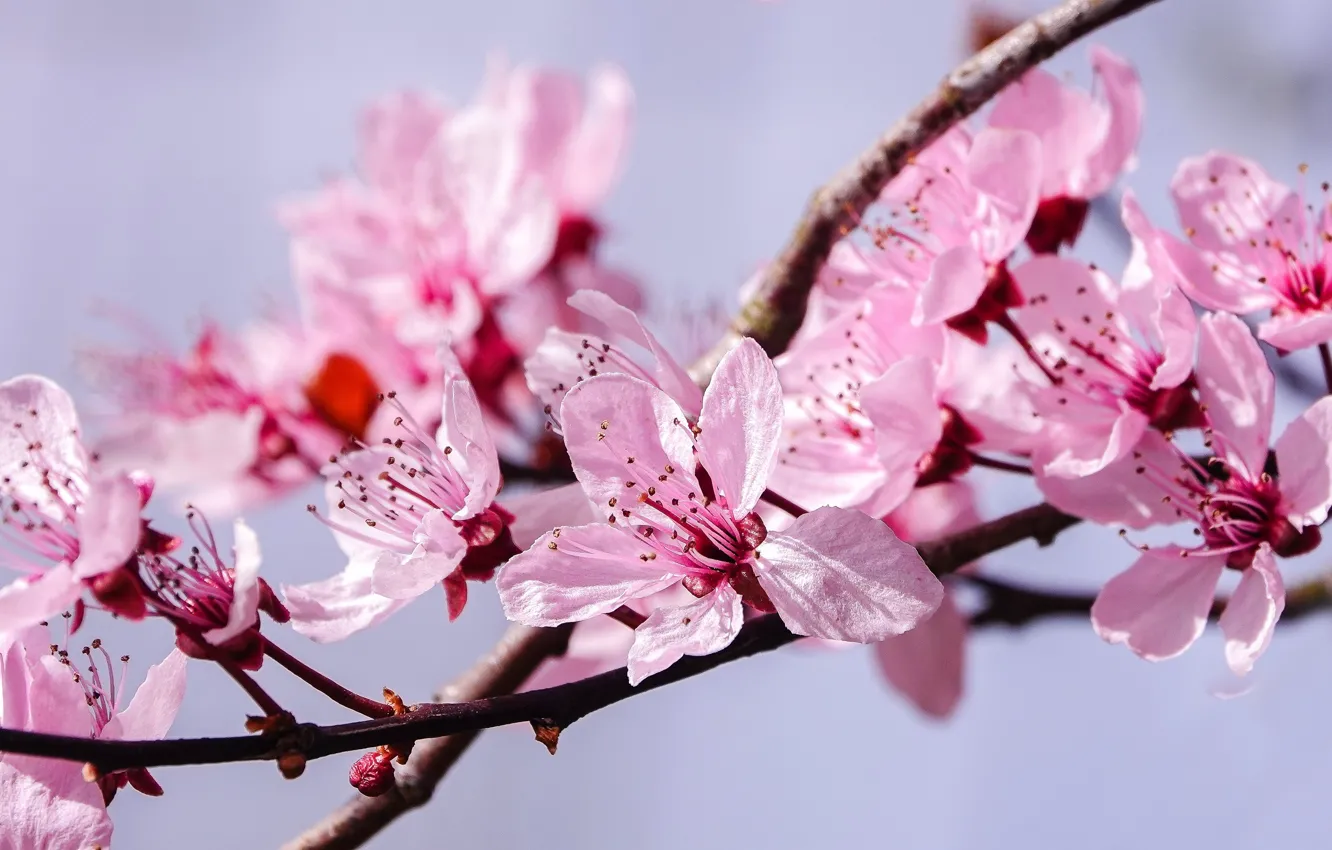 Photo wallpaper macro, flowers, branches, cherry, background, spring, Sakura, pink