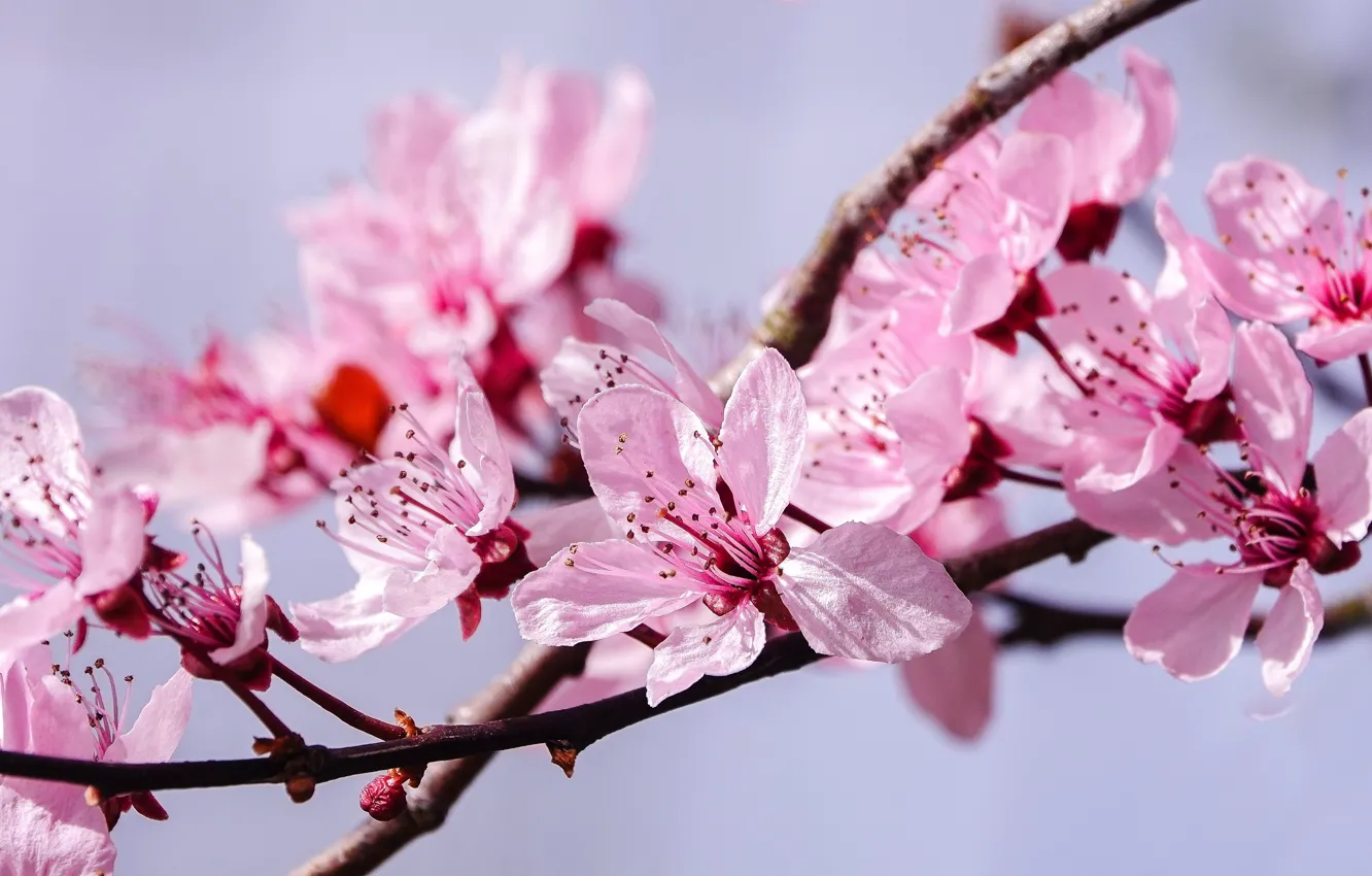 Photo wallpaper macro, flowers, cherry, background, branch, spring, Sakura, pink