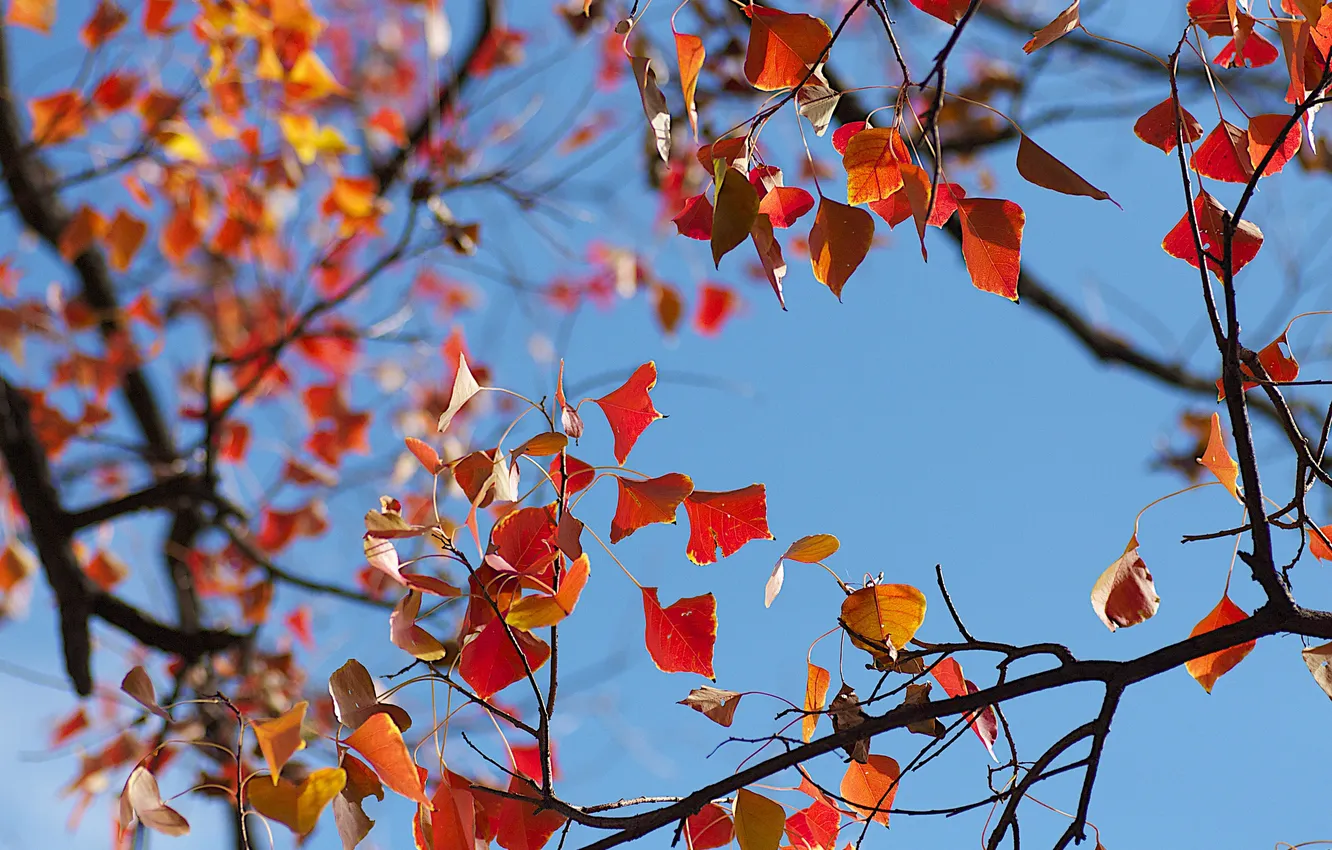Photo wallpaper autumn, the sky, leaves, tree, branch, crown