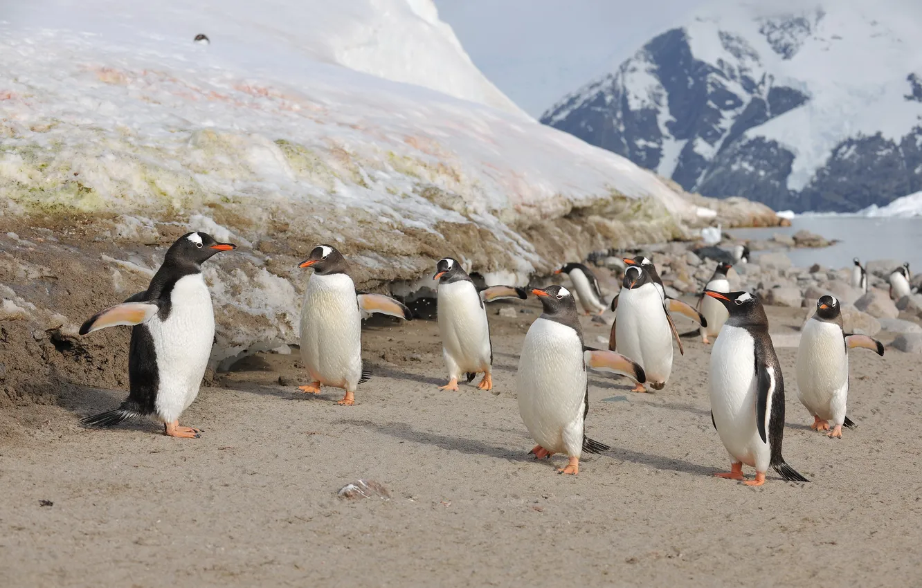 Photo wallpaper birds, penguins, Antarctica