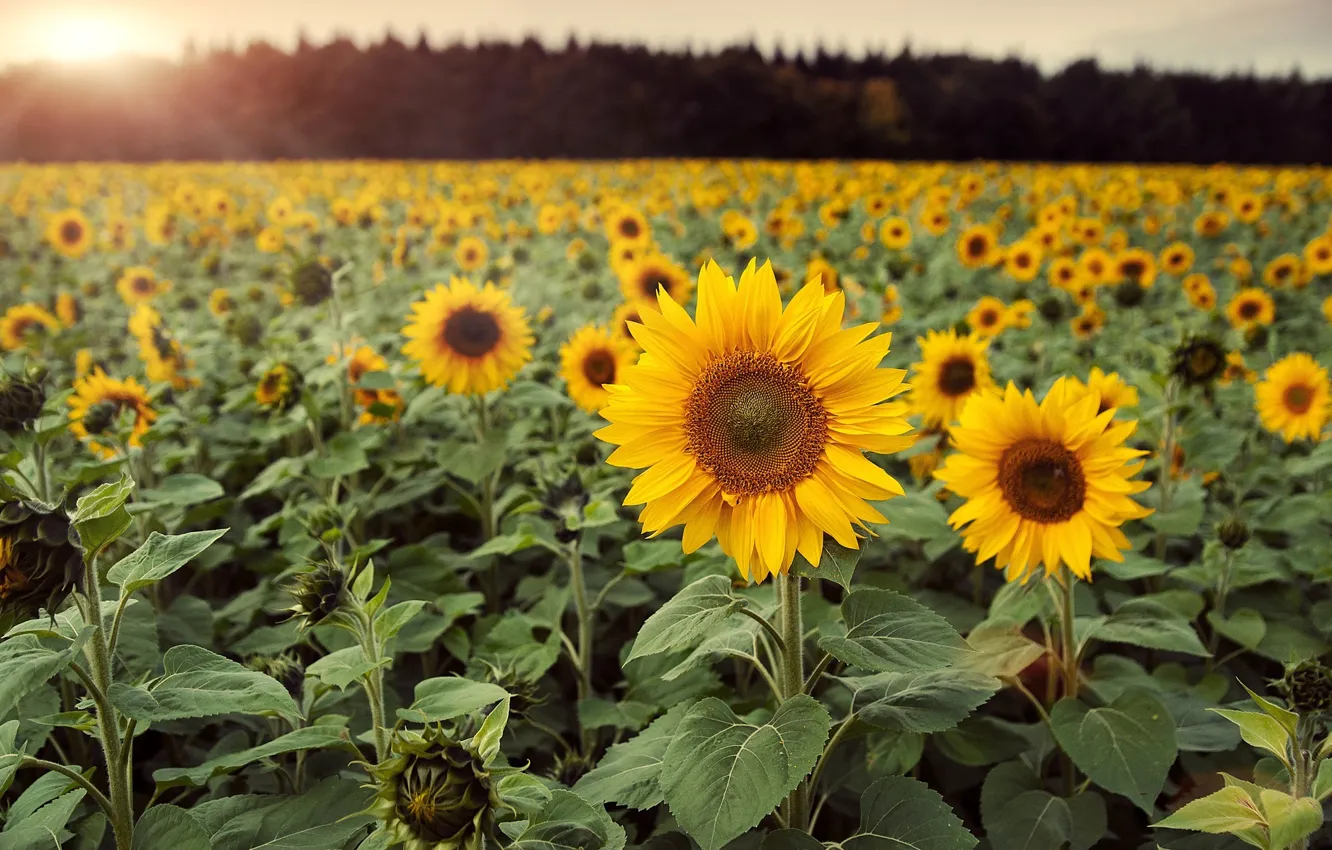 Photo wallpaper field, leaves, sunflowers, flowers, background, Wallpaper, wallpaper, flowers