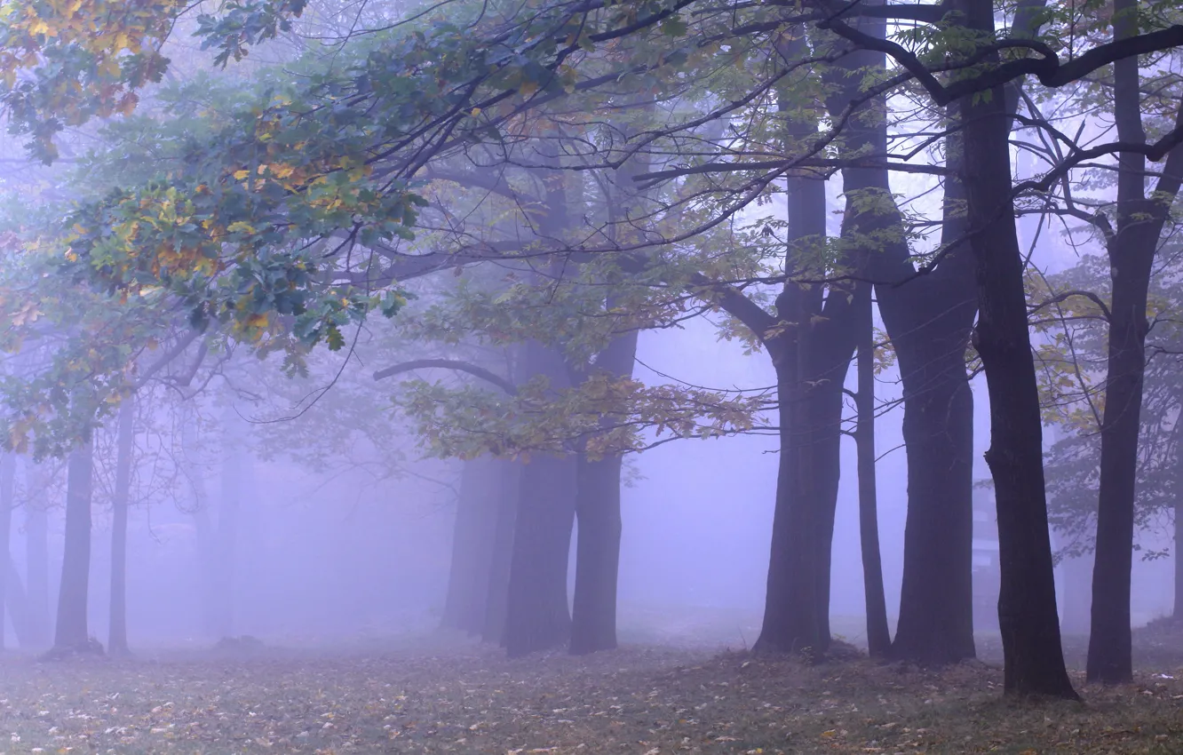 Photo wallpaper autumn, forest, trees, branches, fog, Park, branch, trunks