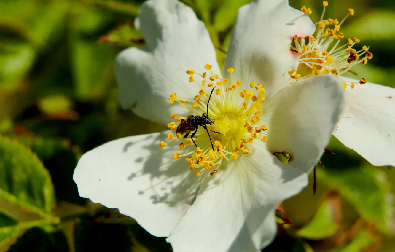 Photo wallpaper white, flower, blooming