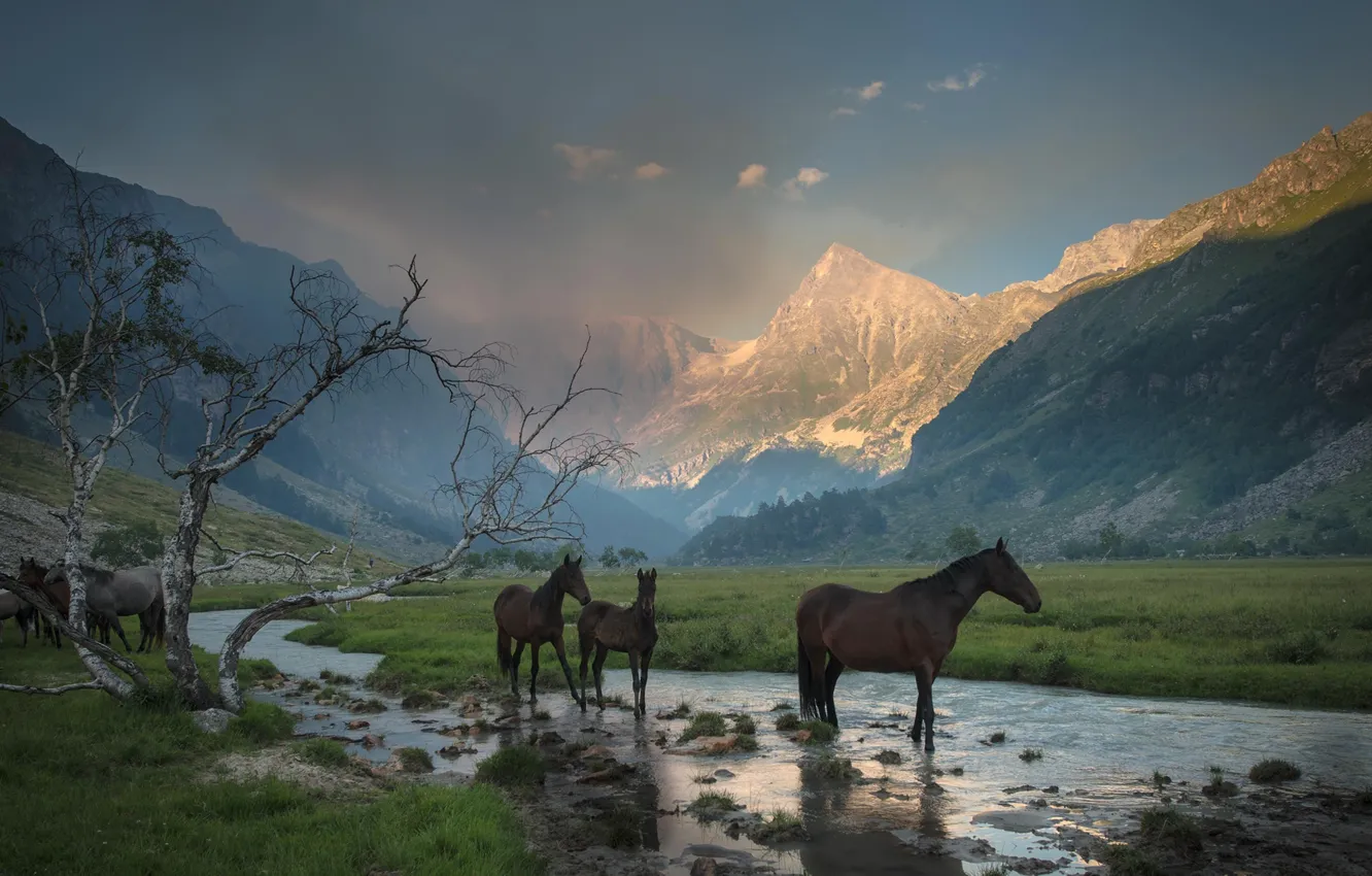 Photo wallpaper grass, mountains, stream, tree, horses, valley, horse, haze