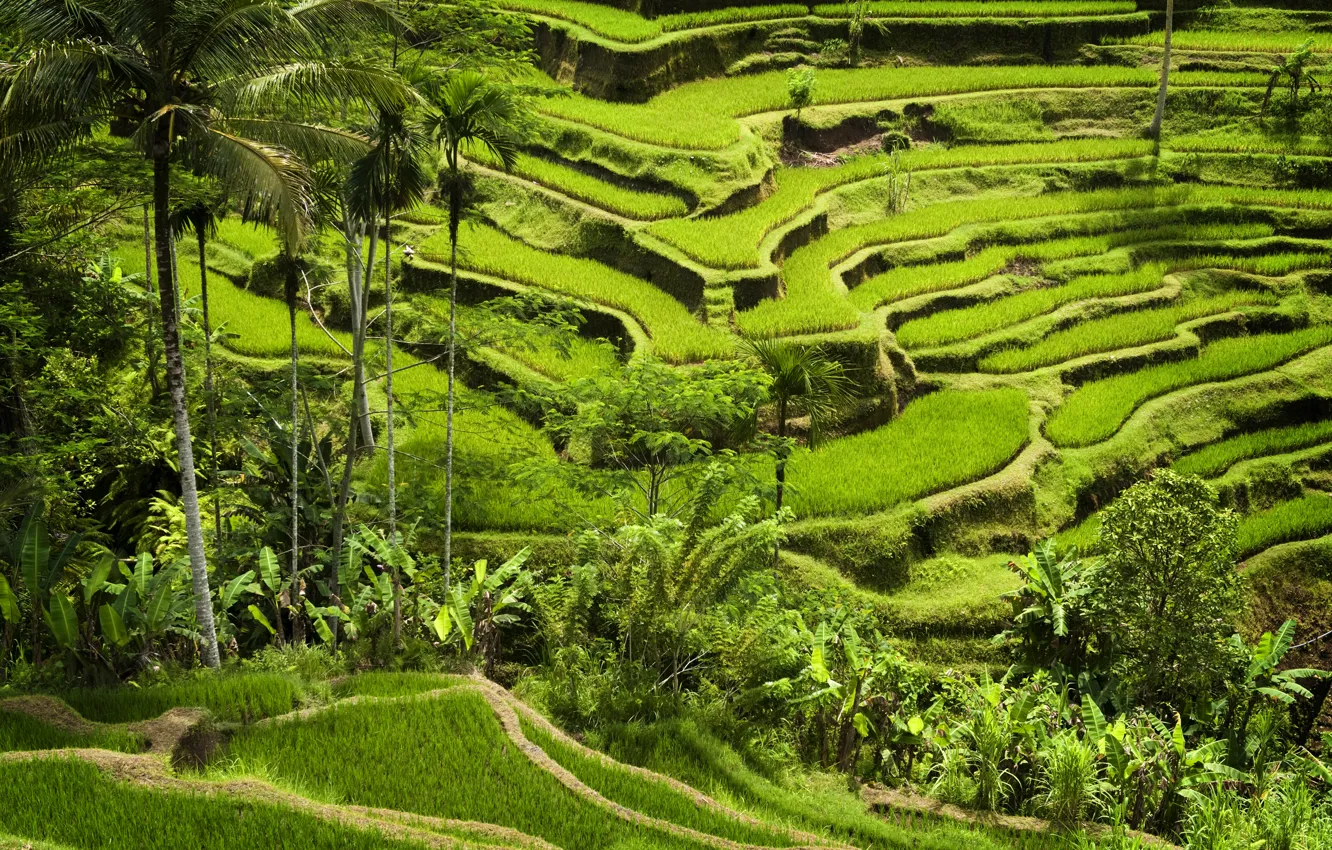 Photo wallpaper planting, rice crops, Green mountains