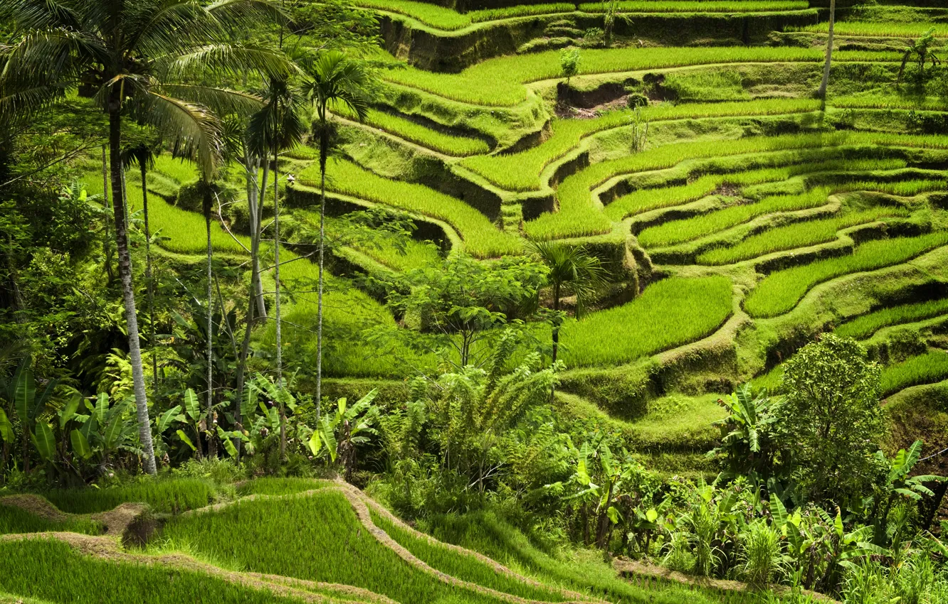 Photo wallpaper green mountains, planting, rice crops