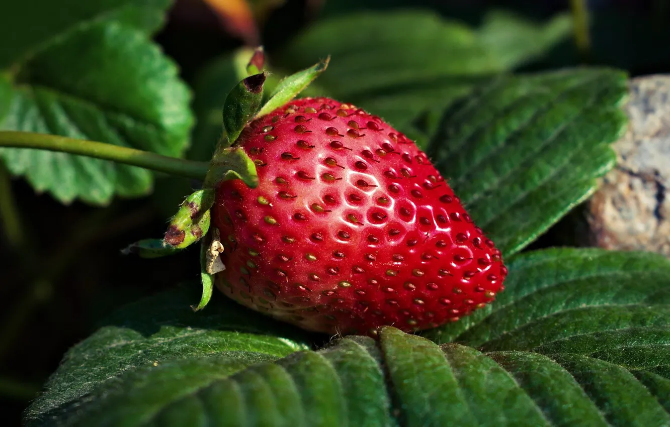 Photo wallpaper leaf, strawberry, Jorge Lujan