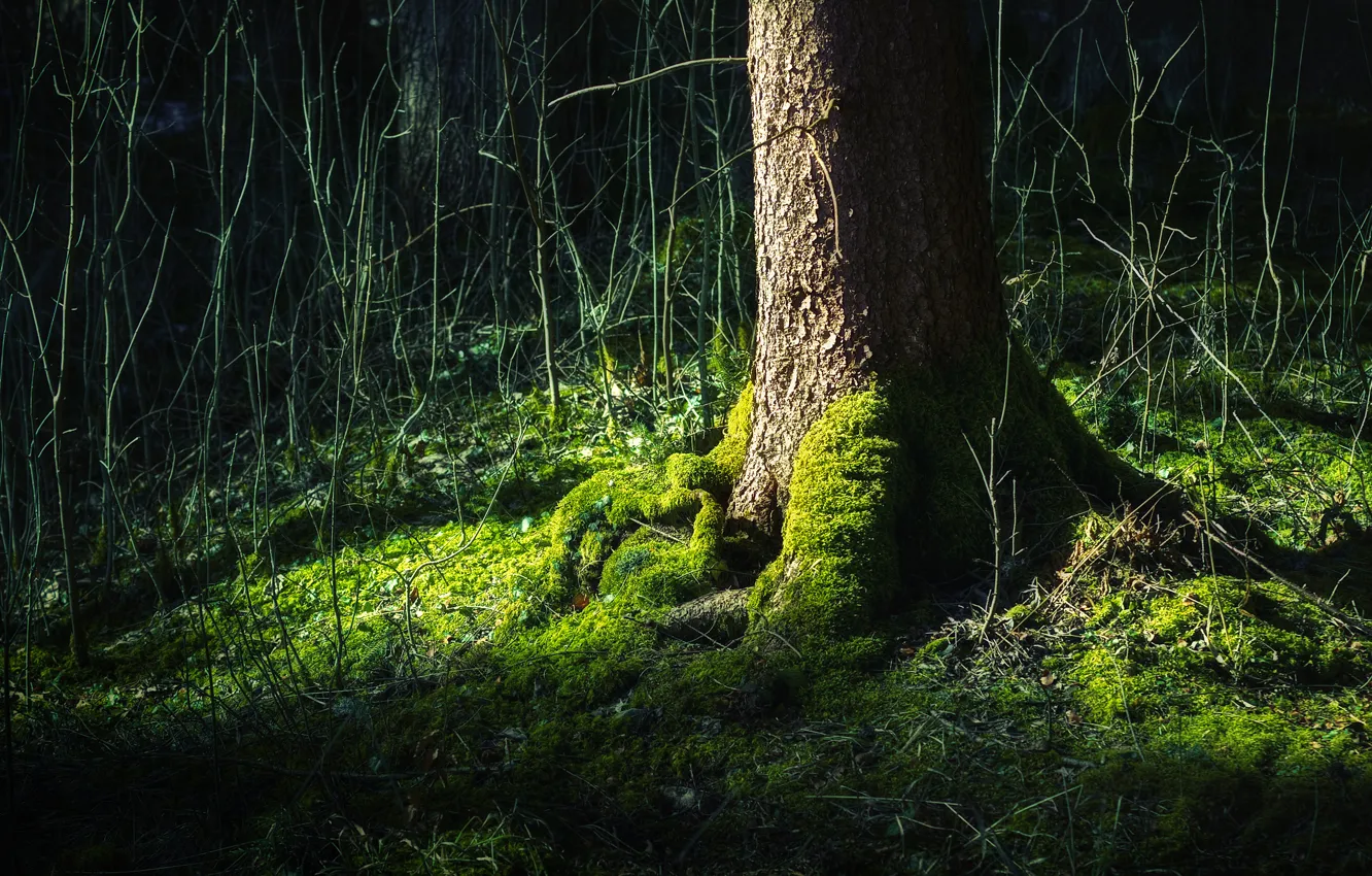 Photo wallpaper Tree, Forest, Green, Life