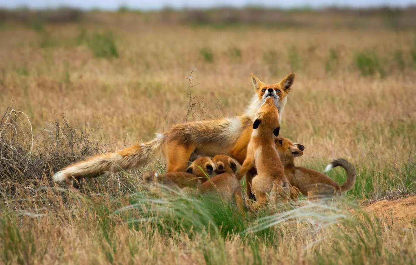 Photo wallpaper field, grass, look, face, nature, children, baby, Fox