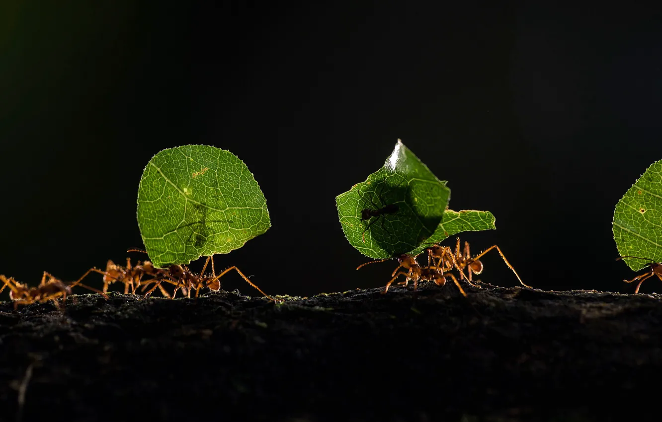 Photo wallpaper leaves, macro, nature, ants, insect