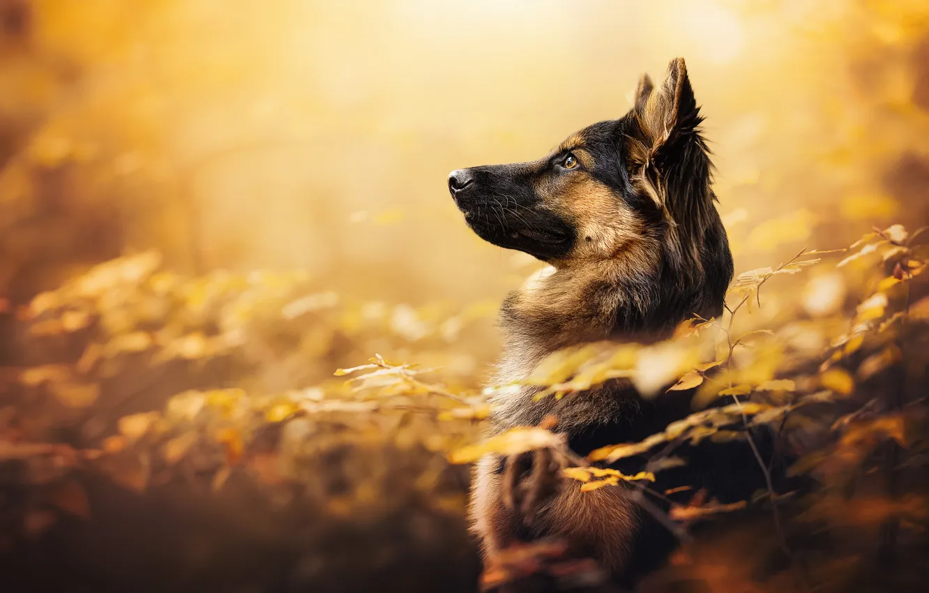 Photo wallpaper autumn, face, portrait, dog, profile, bokeh, German shepherd