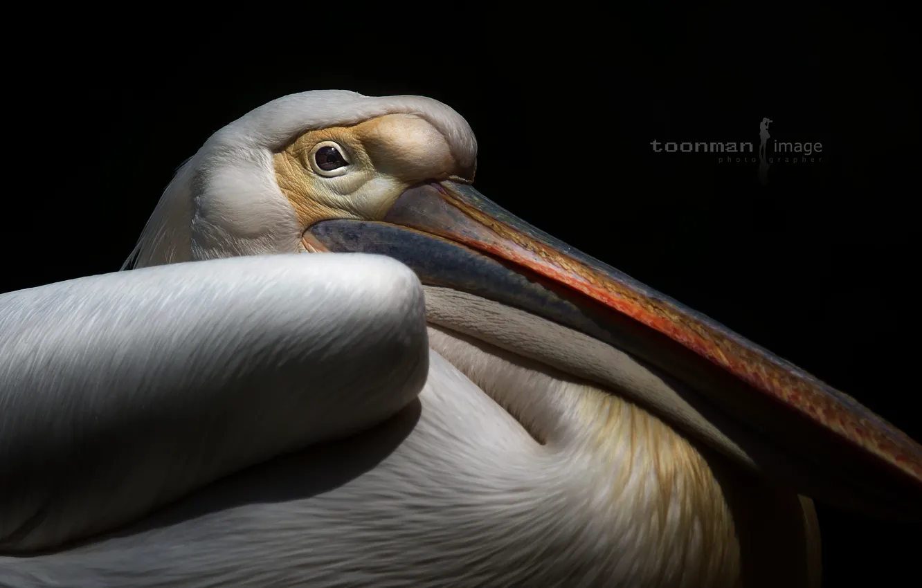 Photo wallpaper background, bird, Pelican