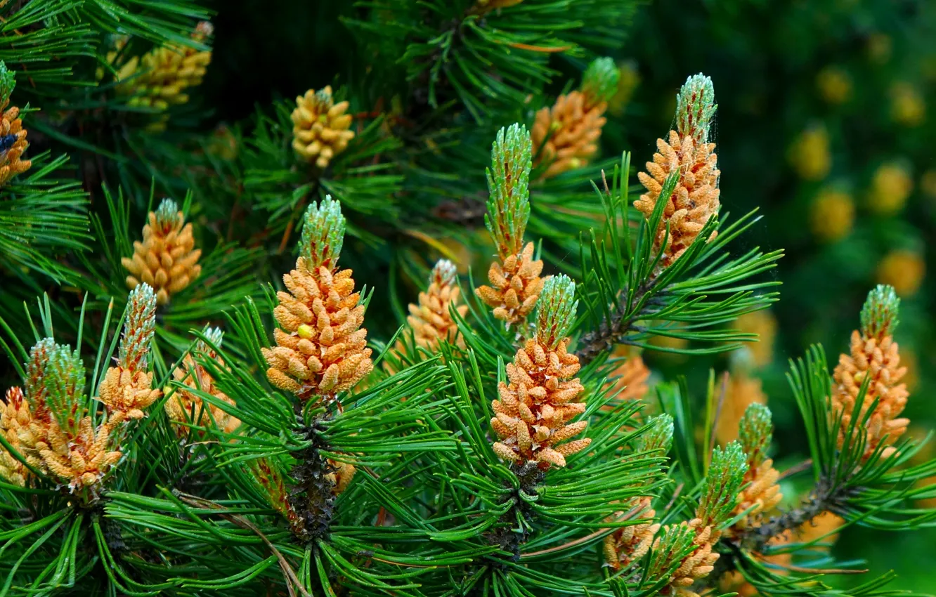 Photo wallpaper flower, tree, pine