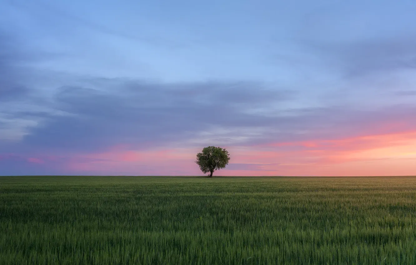 Photo wallpaper field, the sky, trees, sunset