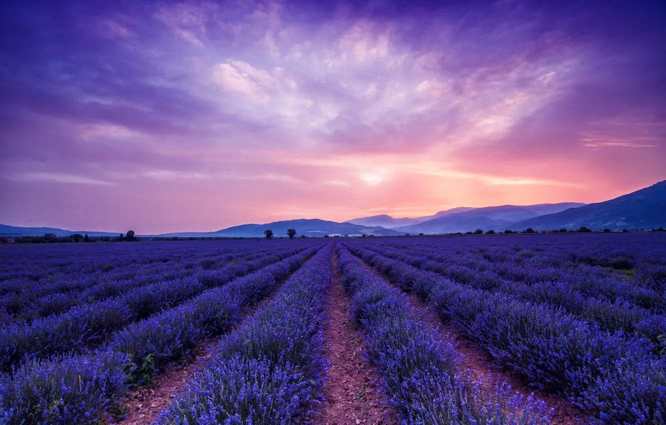 Photo wallpaper field, sunset, nature, lavender, Provence