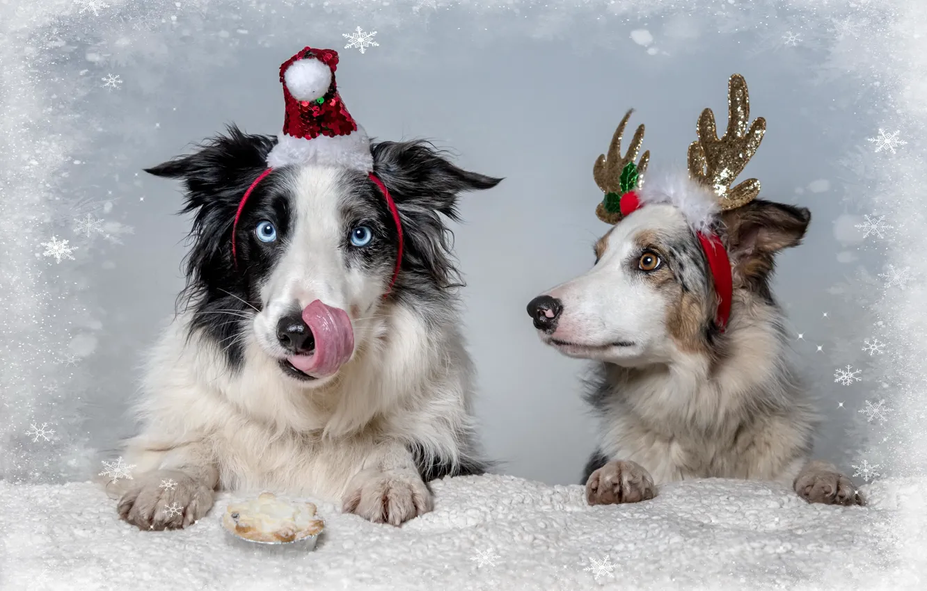 Photo wallpaper dogs, holiday, friends