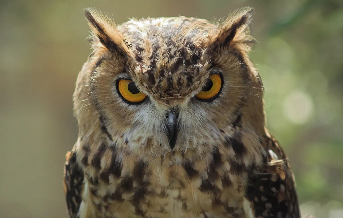 Photo wallpaper look, owl, bird, harsh