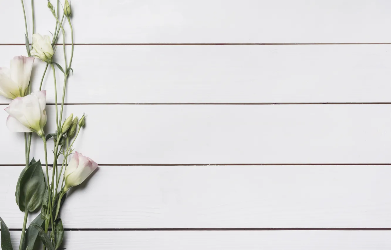 Photo wallpaper white, flowers, background, flower, wood, beautiful, eustoma, eustoma