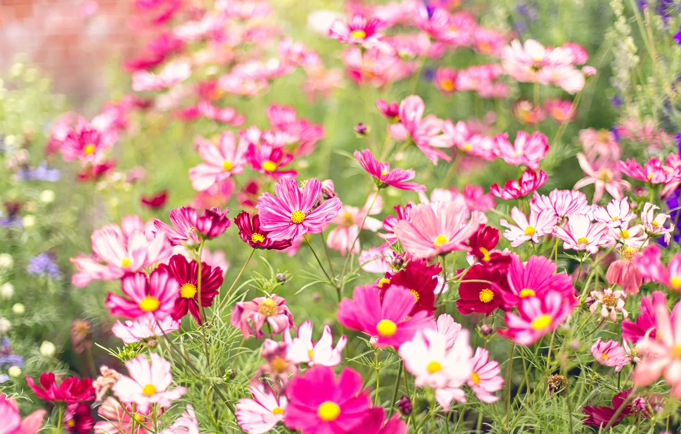 Photo wallpaper field, summer, flowers, red, glade, meadow, pink, white