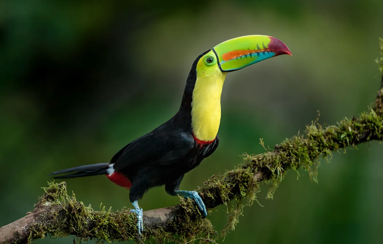 Photo wallpaper branches, background, bird, moss, Toucan