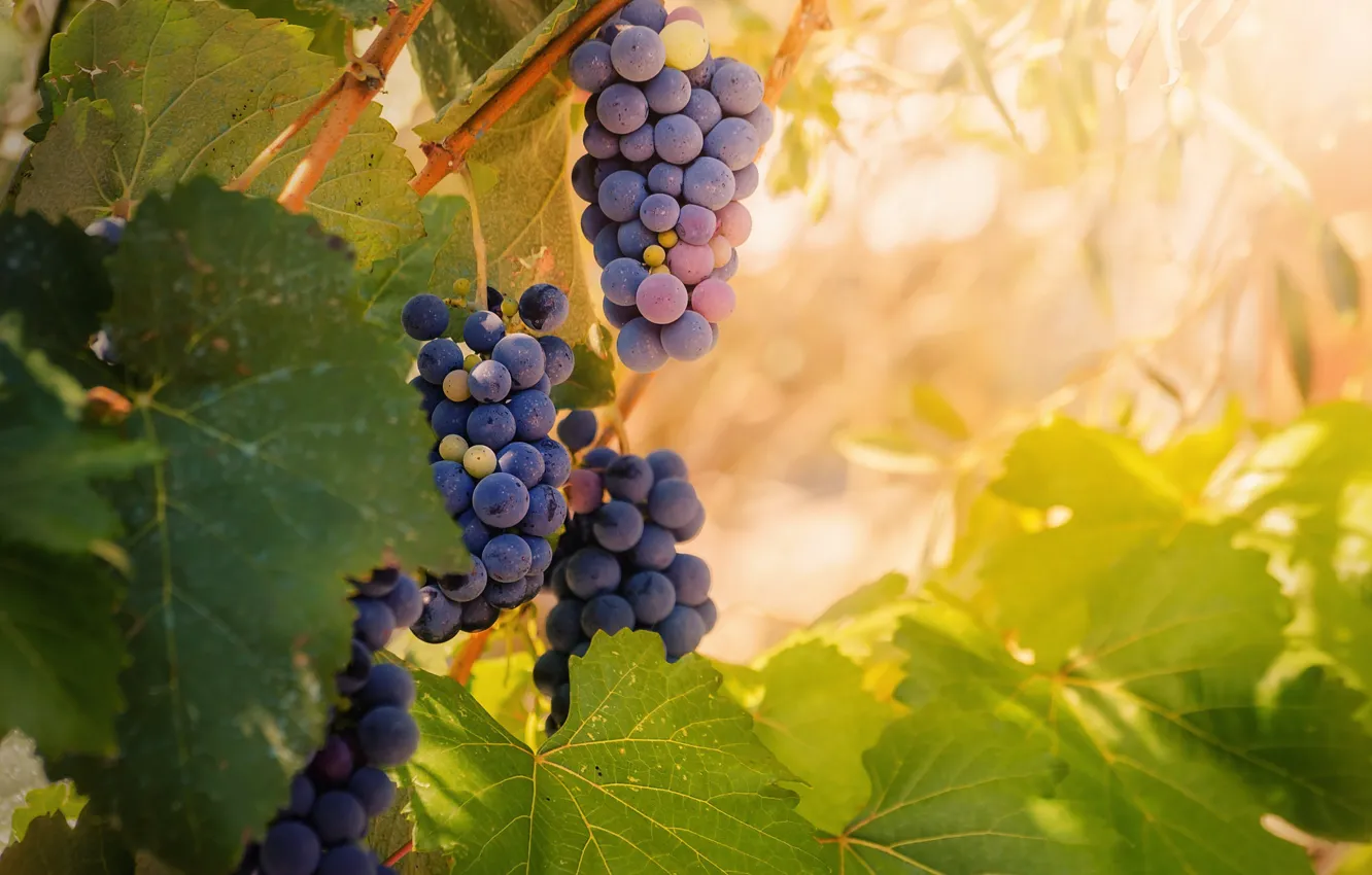 Photo wallpaper leaves, grapes, bunches
