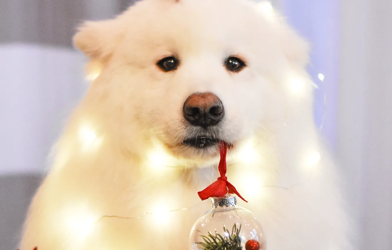 Photo wallpaper dog, look, pose, face, Samoyed