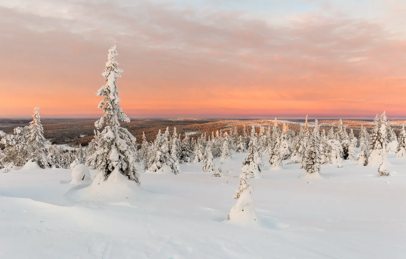 Photo wallpaper winter, forest, sunset
