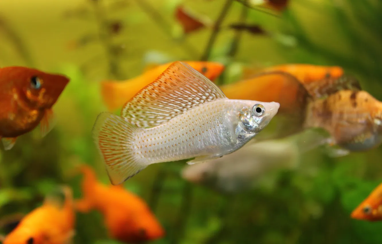 Photo wallpaper nature, animal, fish, aquarium, Mollinesia, Poecilia latipinna, Molinesia