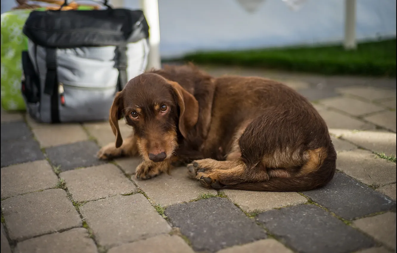 Photo wallpaper look, each, dog