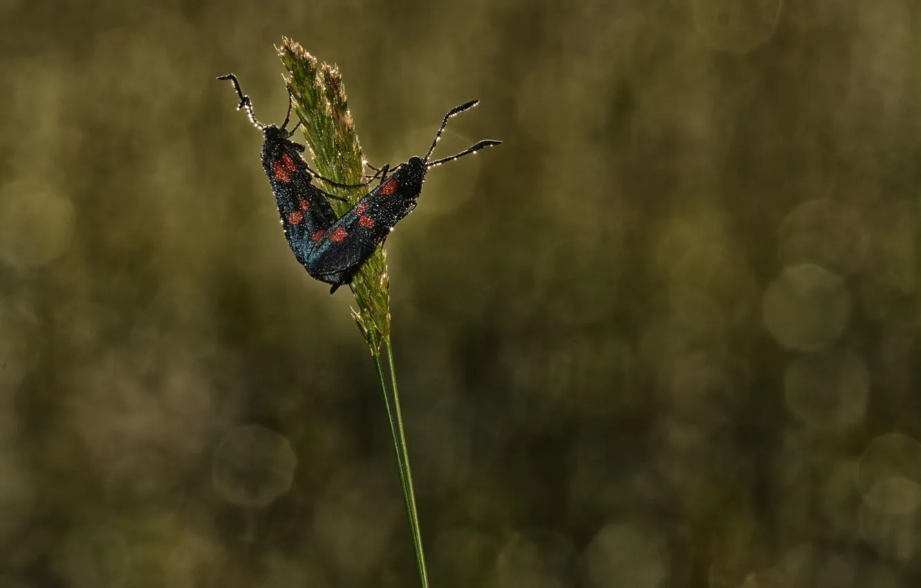 Photo wallpaper drops, Rosa, glare, butterfly, two, spikelets, a blade of grass, mol