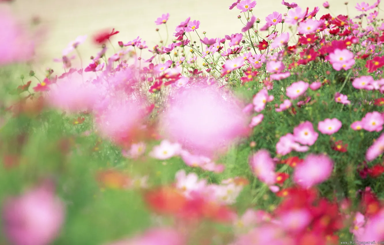 Photo wallpaper field, flowers, glade, petals, pink, wildflowers, kosmeya