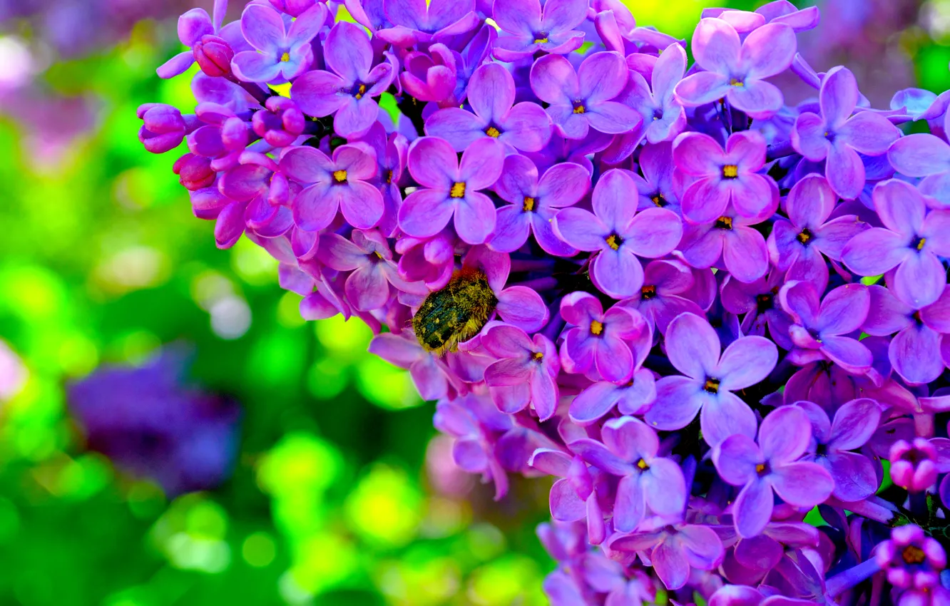 Photo wallpaper flowers, beetle, lilac, bright Wallpaper