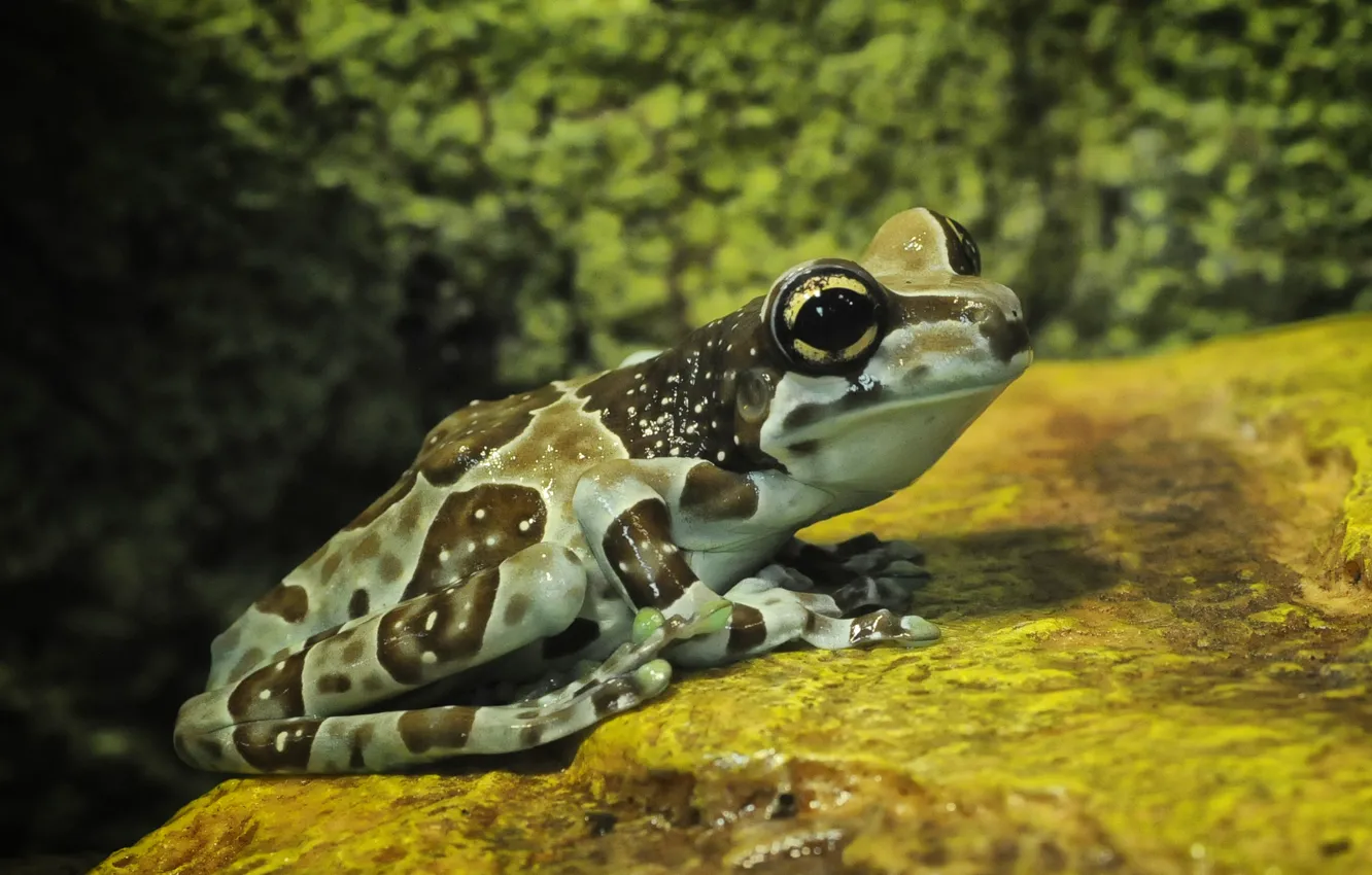 Photo wallpaper stone, frog, eyes