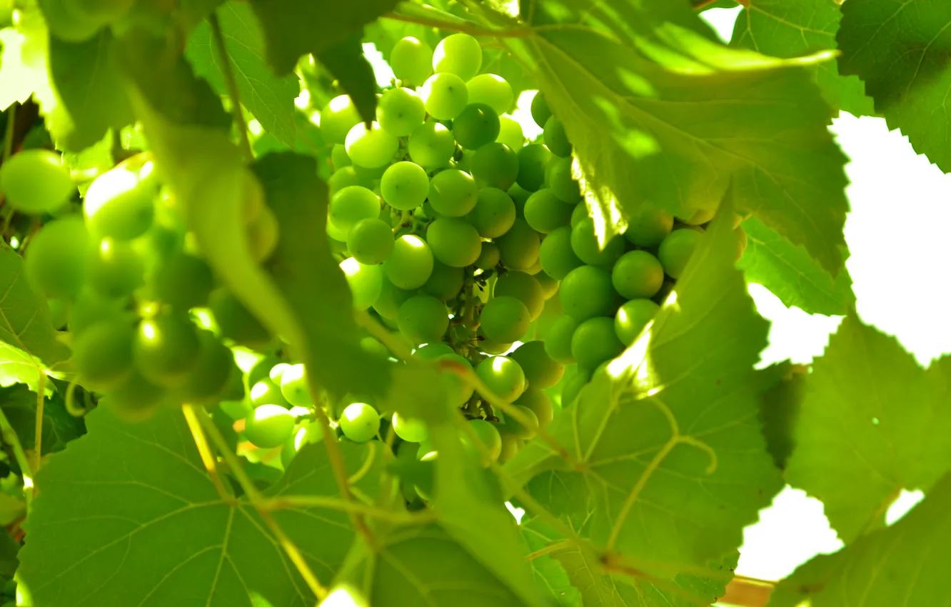 Photo wallpaper green, grapes, fruit