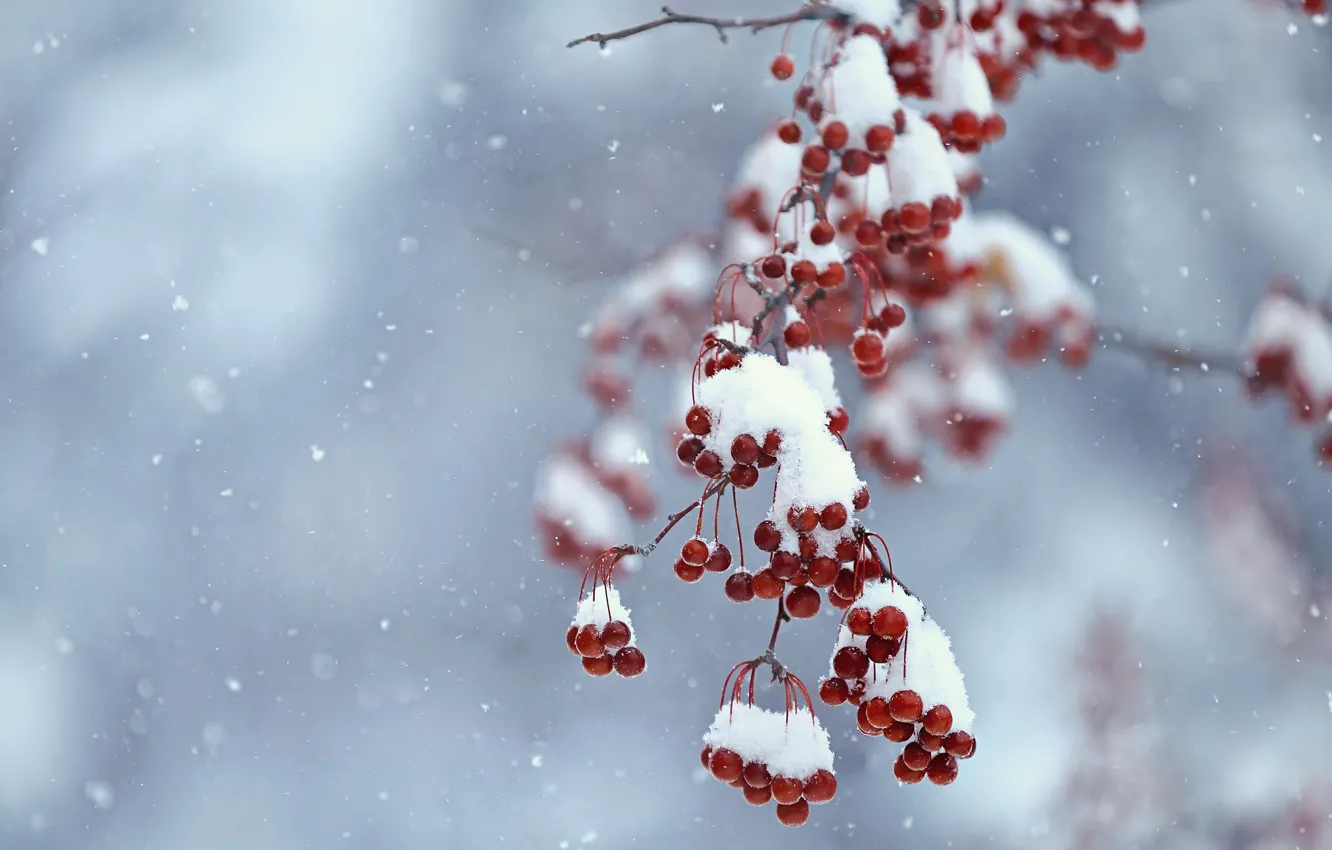 Photo wallpaper winter, snow, branches, red, berries, fruit, snowfall, bokeh