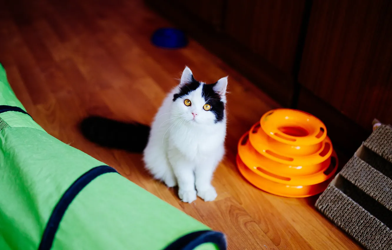 Photo wallpaper cat, look, pose, basket, toy, baby, black and white, kitty