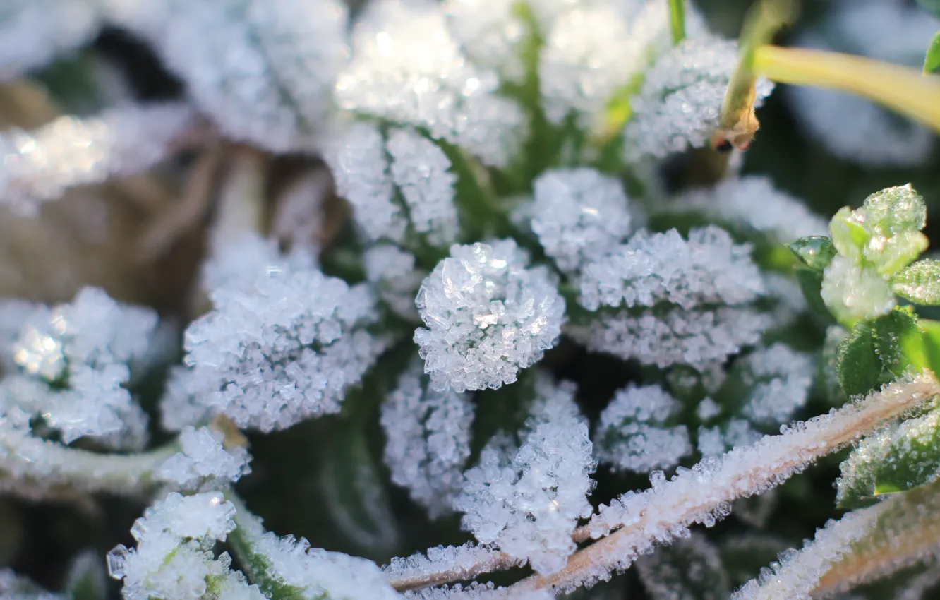 Photo wallpaper leaf, plant, cold, hoarfrost
