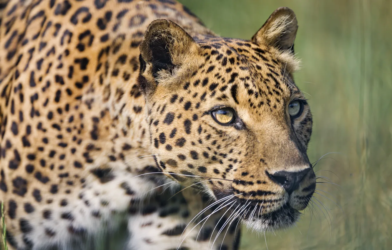 Photo wallpaper cat, look, face, leopard, ©Tambako The Jaguar
