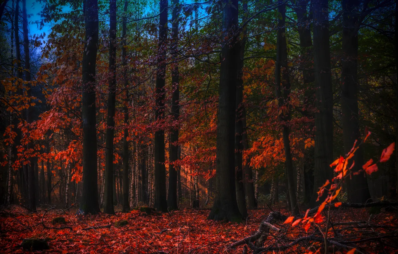 Photo wallpaper autumn, forest, leaves, trees, Park, treatment, the evening