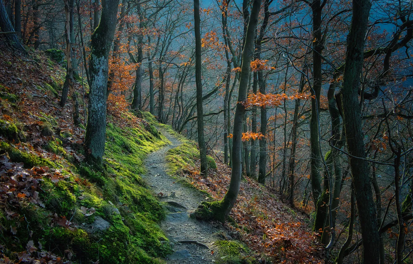 Photo wallpaper autumn, forest, trees, branches, nature, stones, foliage, moss